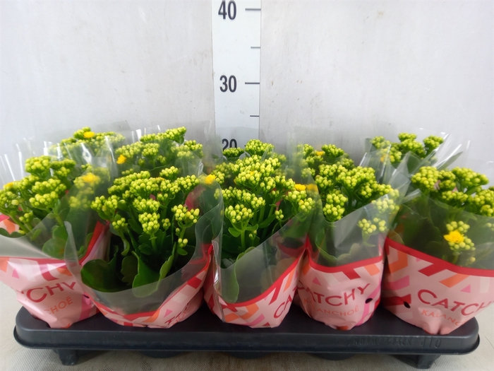 <h4>Kalanchoe blos. 'RosDon Amaril'</h4>