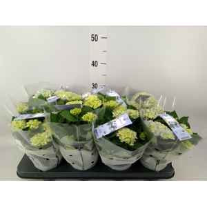 Hydrangea mac. 'Magical Revolution'
