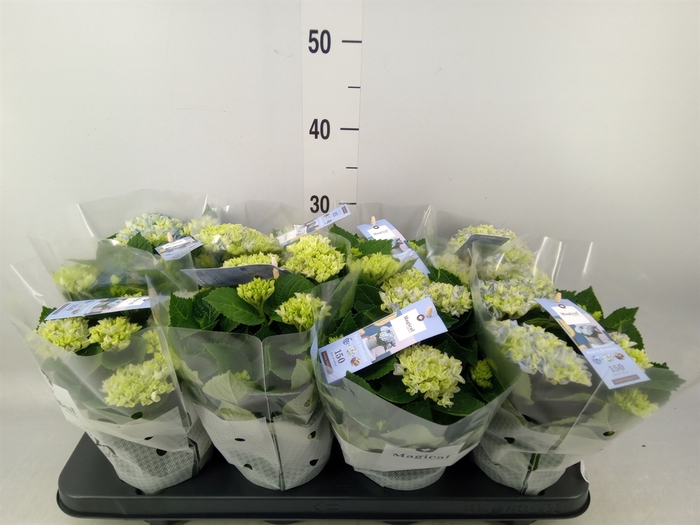 <h4>Hydrangea mac. 'Magical Revolution'</h4>