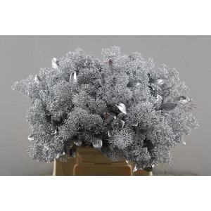 Skimmia Kl Zilver + Gliiter