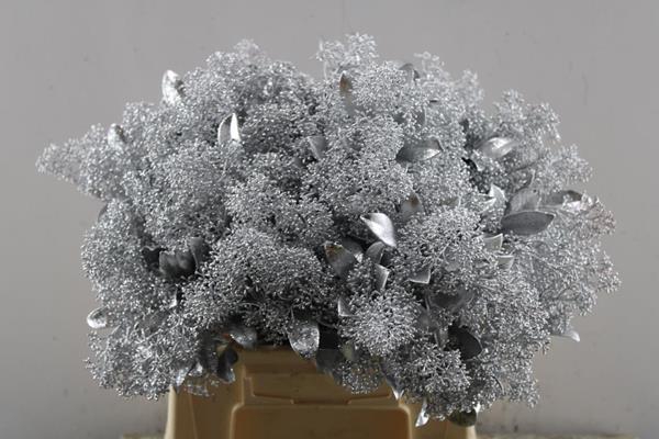 <h4>Skimmia Kl Zilver + Gliiter</h4>