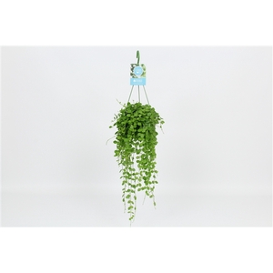 HangonGreen Dischidia Nummularia 14 cm