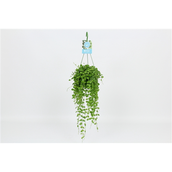 <h4>HangonGreen Dischidia Nummularia 14 cm</h4>