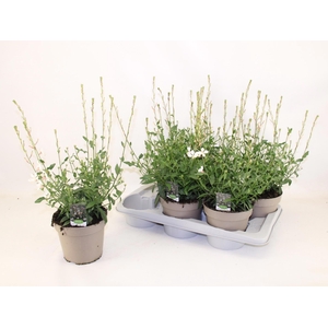 GAUR LI GEYSER WHITE
