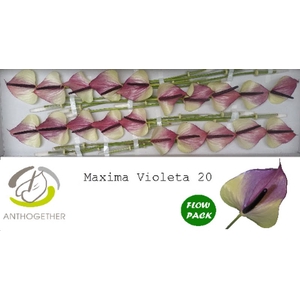 Anth A Max Violeta 9 cm X20 Flow Pack Oosterzon