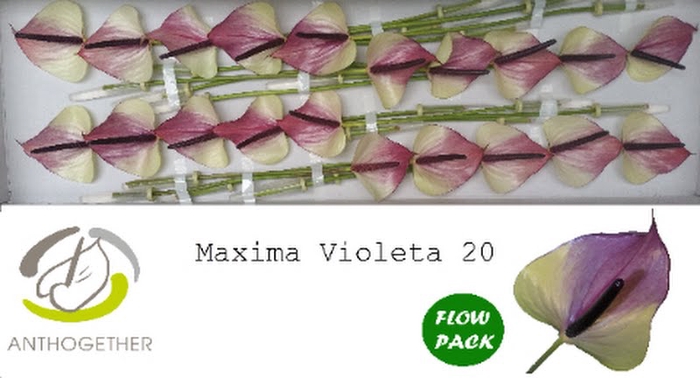 <h4>Anth A Max Violeta 9 cm X20 Flow Pack Oosterzon</h4>