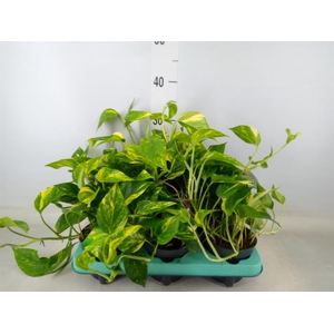 Epipremnum pinn. 'Hicolor'