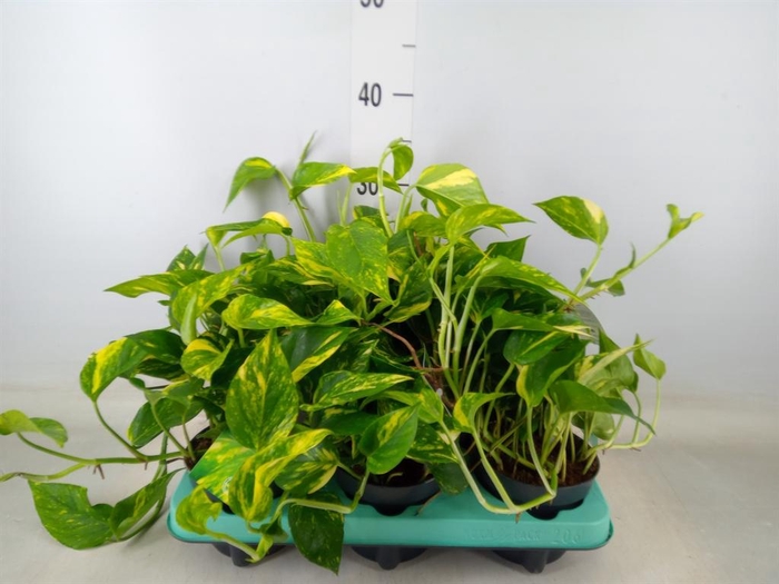 <h4>Epipremnum pinn. 'Hicolor'</h4>