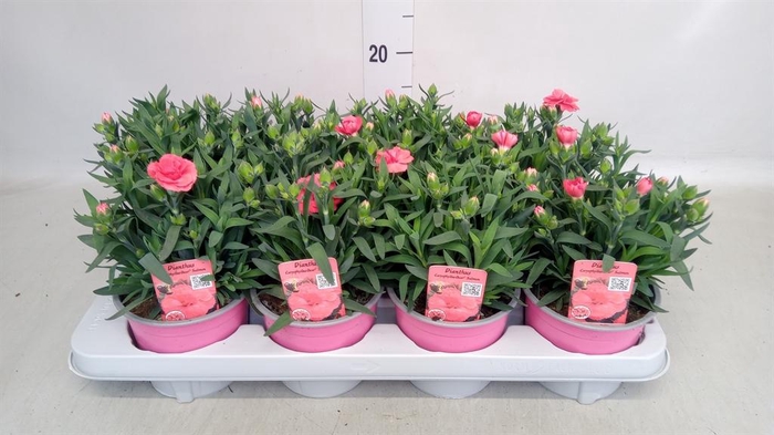 <h4>Dianthus  'Oscar Purple Star'</h4>
