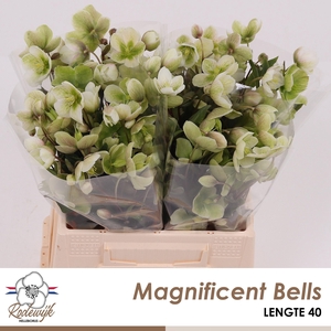 HELL  MAGNIFIC BELLS