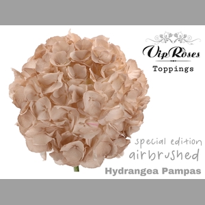 HYDR M PAMPAS 60 CM