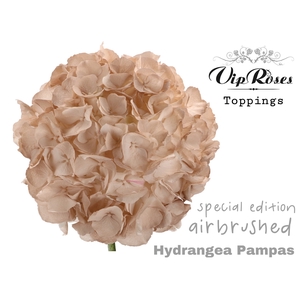HYDR M PAMPAS 80 CM