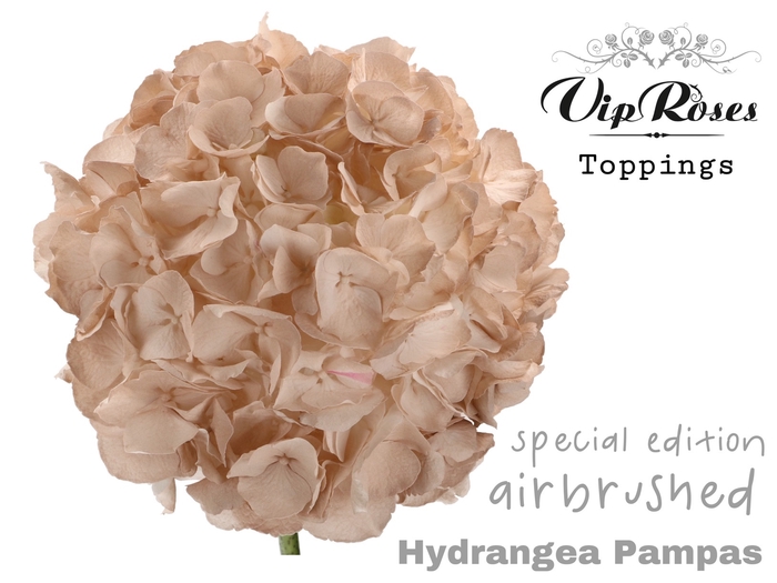 HYDR M PAMPAS