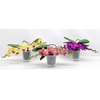 Phalaenopsis gemengd gemengd Table orchid