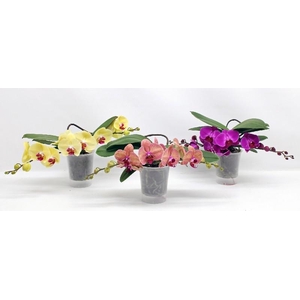 Phalaenopsis gemengd gemengd Table orchid