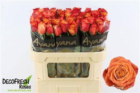 <h4>R Gr Touchee+</h4>