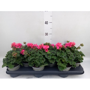 Pelargonium zona. 'ToscaSil Klaas'