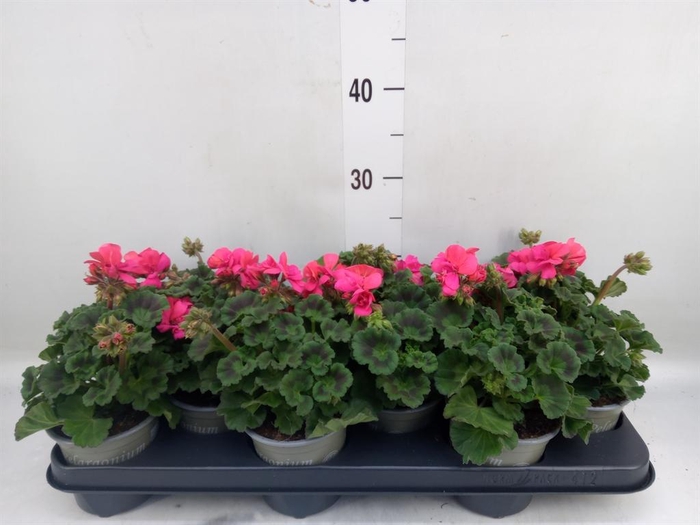 <h4>Pelargonium zona. 'ToscaSil Klaas'</h4>