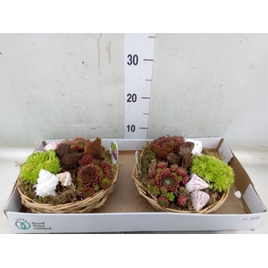 Arr.  Sempervivum L%