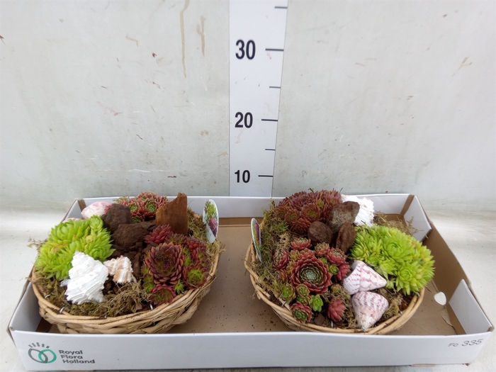 <h4>Arr.  Sempervivum L%</h4>