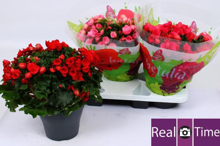 <h4>BEG EN BETULIA GEM</h4>