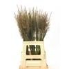 CALAMAGROSTIS BRACHY