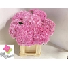 Hydrangea my heaven