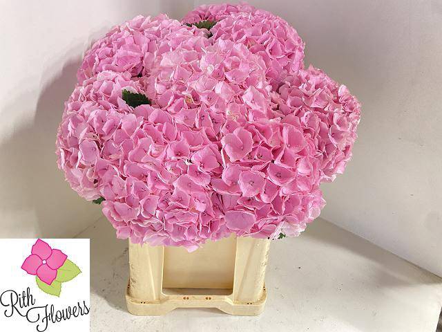 Hydrangea my heaven