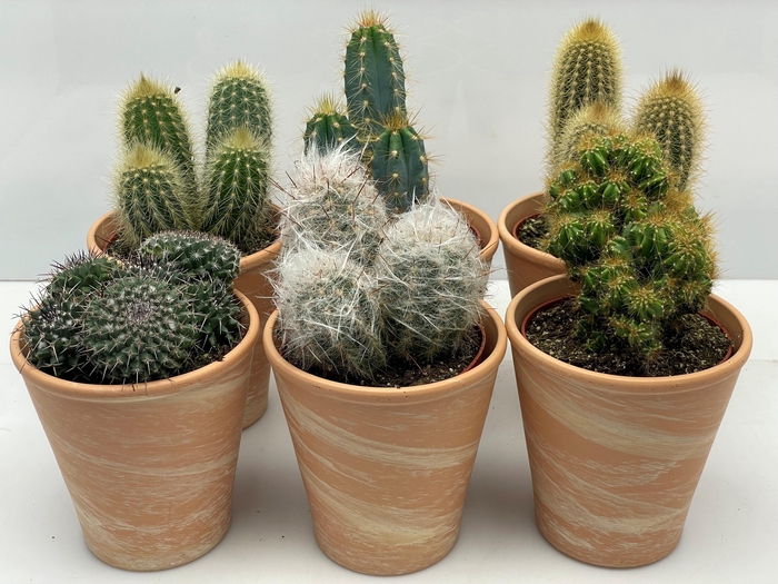 <h4>CACTUS GEM</h4>
