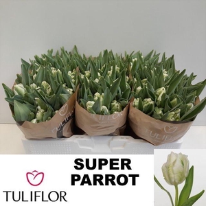 TU PA SUPER PARROT