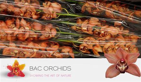 <h4>Cymb T Browny</h4>