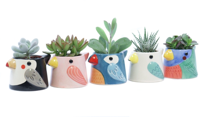 <h4>Succulent 5,5 cm in tanager bird planter</h4>