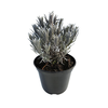 Lavandula overig