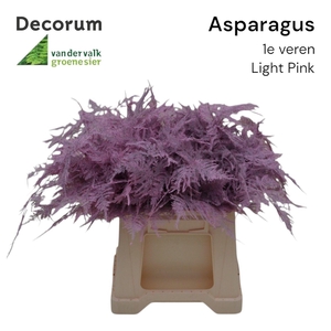 Asp 1e veren Light pink