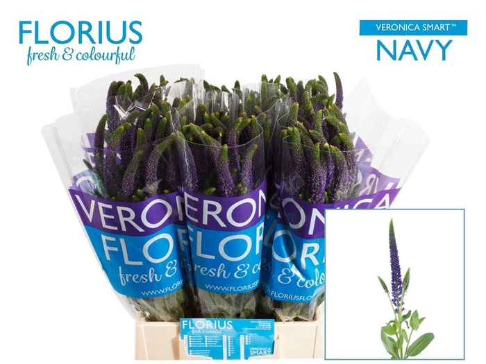 <h4>Veronica Smart Navy</h4>