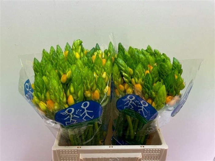 <h4>ORNIT DB SUNRISE</h4>