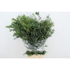 EUC PARVIFOLIA