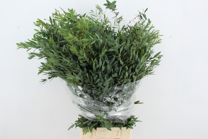 <h4>EUC PARVIFOLIA</h4>