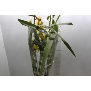 CYMBIDIUM P18 AMARELO MIN 3 HT