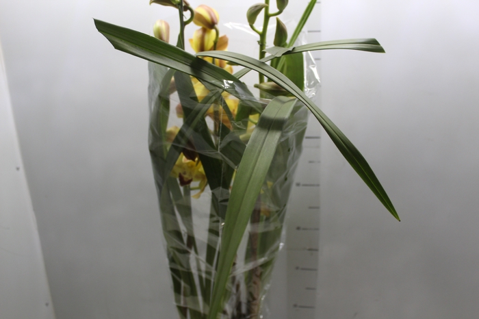 <h4>CYMBIDIUM P18 AMARELO MIN 3 HT</h4>