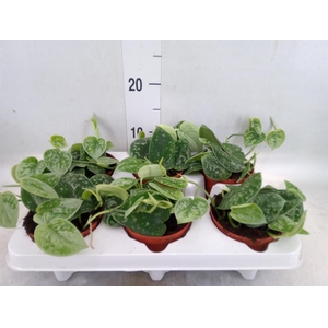 Scindapsus pictus 'Silvery Ann'