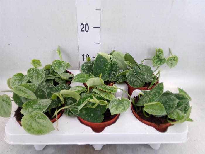 <h4>Scindapsus pictus 'Silvery Ann'</h4>