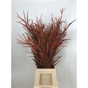 Grevillea Col Orange