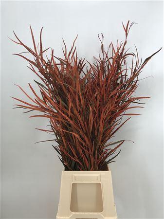 <h4>Grevillea Col Orange</h4>