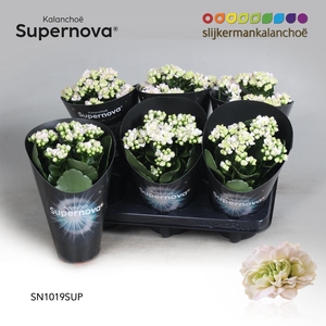 Kalanchoë Supernova Pinkish White