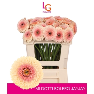 GERMINI BOLERO JAYJAY