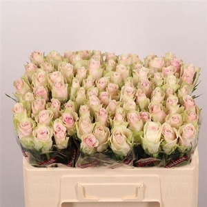 R Gr Pink Athena