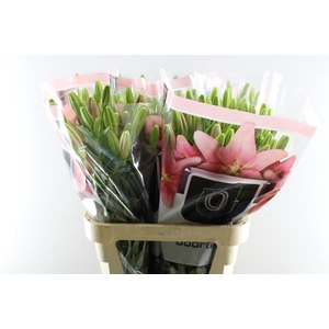 Li La Scotland (rose)