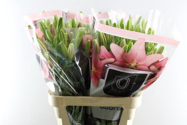<h4>Li La Scotland (rose)</h4>