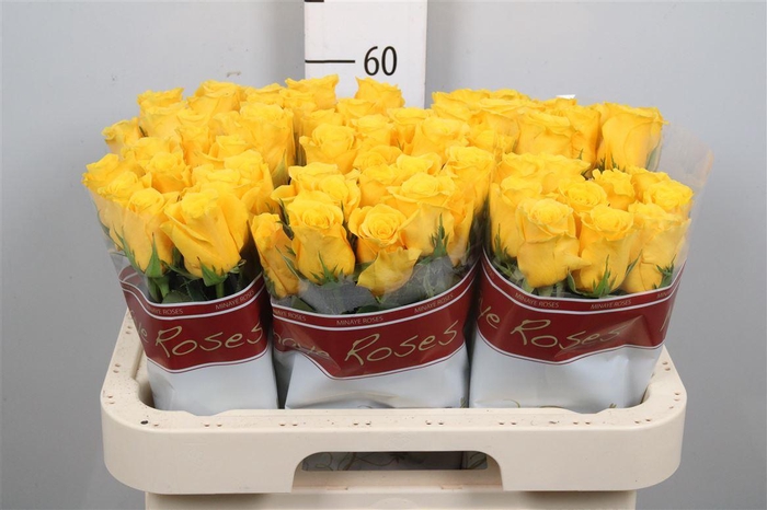 <h4>R Gr Momentum+</h4>